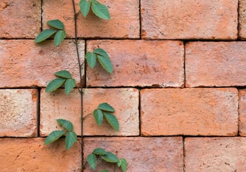 Ladrillos ecológicos apilados rodeados por plantas Ladrillos ecológicos apilados rodeados por plantas